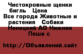 Чистокровные щенки бигль › Цена ­ 15 000 - Все города Животные и растения » Собаки   . Ненецкий АО,Нижняя Пеша с.